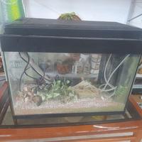 acquario 