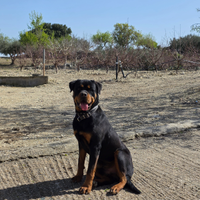 Rottweiler per monta