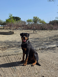 Rottweiler per monta