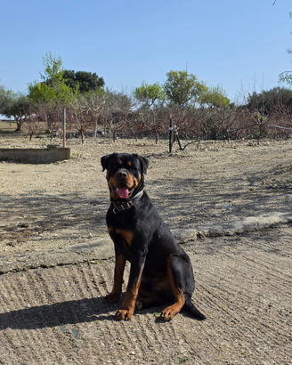 Rottweiler per monta