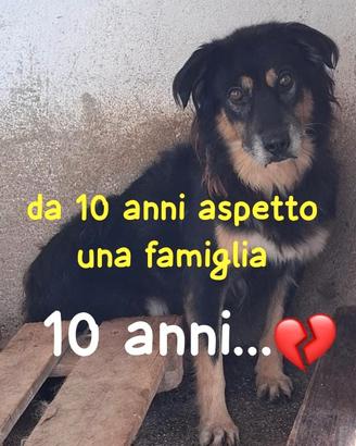 Lady 10 anni
