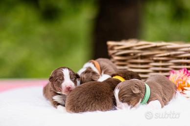 Cuccioli Pastore Australiano con pedigree