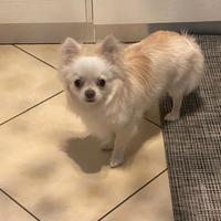 ? Monta per Chihuahua maschio a pelo lungo