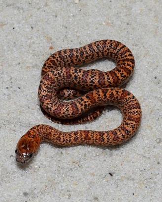Lampropeltis Baby