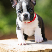 Bulldog francese