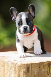 Bulldog francese