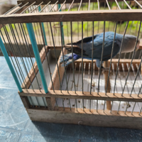 Inseparabile NT maschio SESSATO