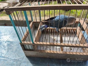 Inseparabile NT maschio SESSATO