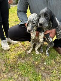 Cuccioli di setter inglese
