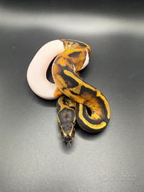 Disponibili pitoni reali