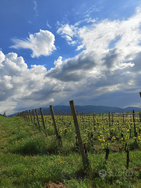 Vendemmia/Raccolta olive / braccianti agricoli
