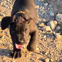Cuccioli cane corso brescia