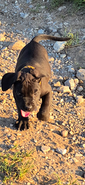 Cuccioli cane corso brescia