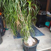 Pianta 'mangiafumo' da interno