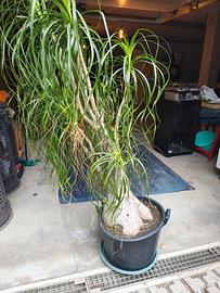 Pianta 'mangiafumo' da interno