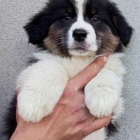 Cuccioli di Australian