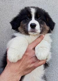 Cuccioli di Australian