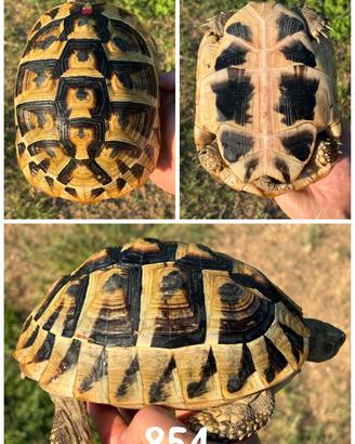 Femmina Testudo hermanni boettgeri tartaruga terra