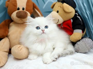 Gattina British Longhair meravigliosa scottish