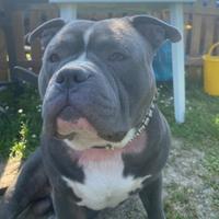 Cane american bulli