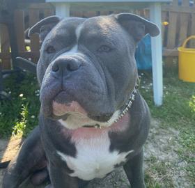Cane american bulli