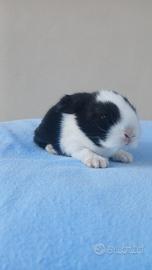 cuccioli minilop 