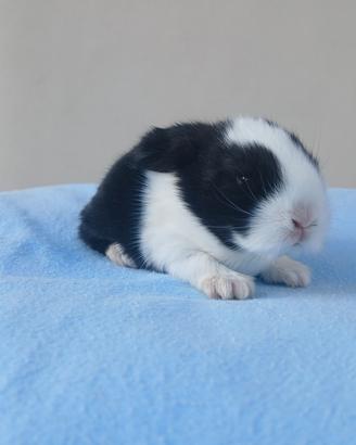 cuccioli minilop 
