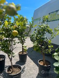 Piante limone e bergamotto