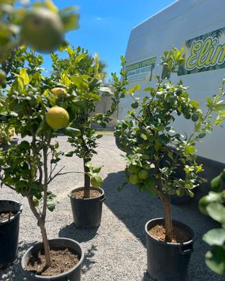Piante limone e bergamotto