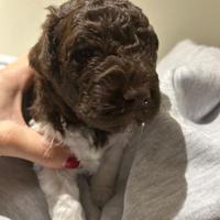 Cuccioli di Lagotto Romangnolo con Pedigree