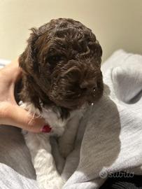 Cuccioli di Lagotto Romangnolo con Pedigree
