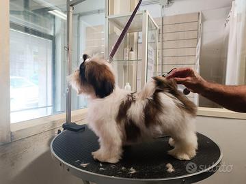 Cucciolo di shih-tzu