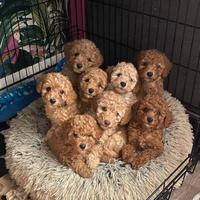 Barboncini toy red gia disponibili