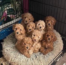 Barboncini toy red gia disponibili