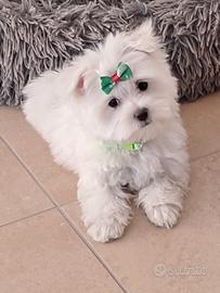 Maltese cuccioli
