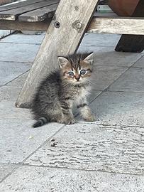 Gattino persiano
