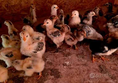 Pulcini Brahma disponibili - varie colorazioni