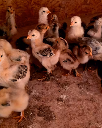 Pulcini Brahma disponibili - varie colorazioni