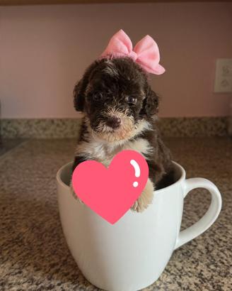 Cucciola barboncino cioccolato particolare