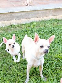 cucciolo di chihuahua bianco