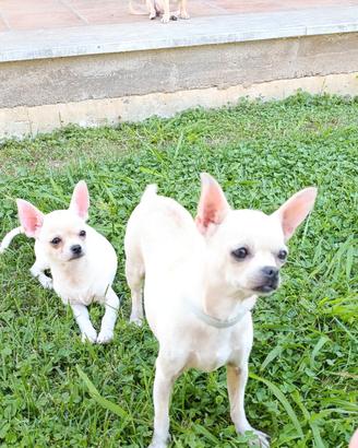 cucciolo di chihuahua bianco