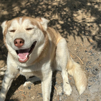 Husky in ADOZIONE
