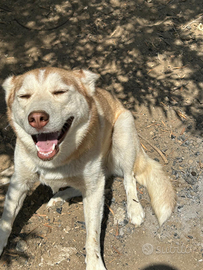 Husky in ADOZIONE