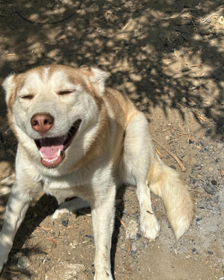 Husky in ADOZIONE
