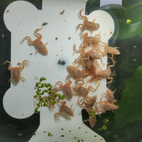 Rane nane Hymenochirus