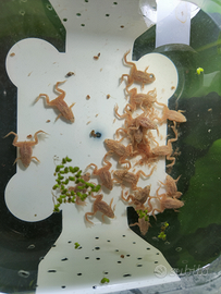 Rane nane Hymenochirus