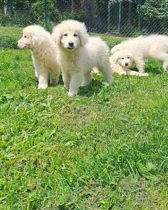 Cucciolo pastore maremmano giganti