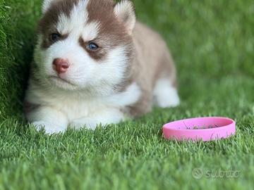 Husky