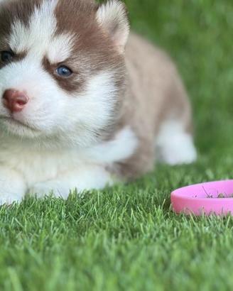 Husky