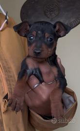 Cuccioli Pinscher Nano con Pedigree